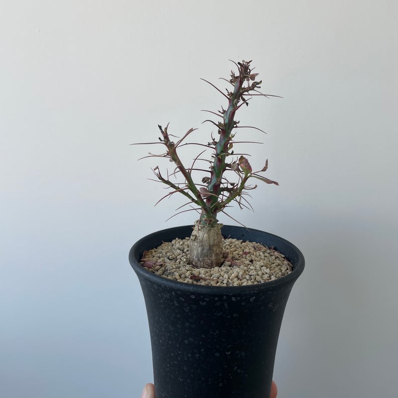 新着】Fouquieria fasciculata 4 【激レア塊根・ぷっくり選抜実生株】フ