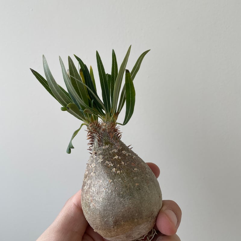 春の植え替え・発根チャレンジセット】グラキリスベアルート&グラ専鉢