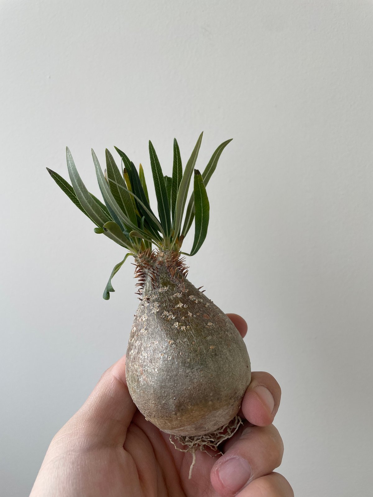 春の植え替え・発根チャレンジセット】グラキリスベアルート&グラ専鉢