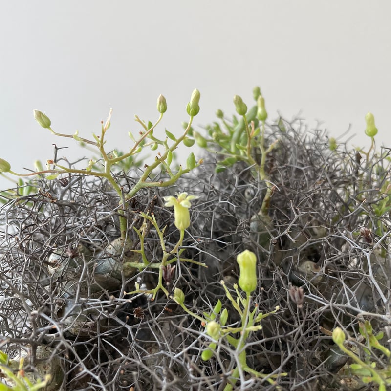 Tylecodon reticulatus 万物想 塊根植物 Tylecodon reticulatus 万物想 塊根植物 isla del pescado - Tylecodon