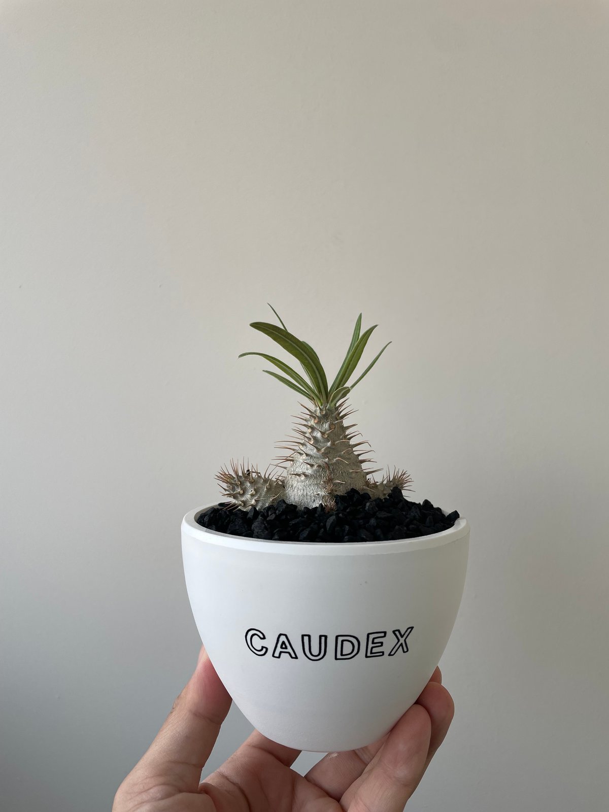 パキポディウムグラキリス 三頭株 発根済 パキポディウム：グラキリス