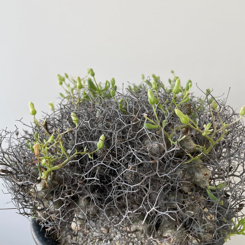 チレコドン・レティキュラータス アフロタイプ fit=scale-down,w=1200