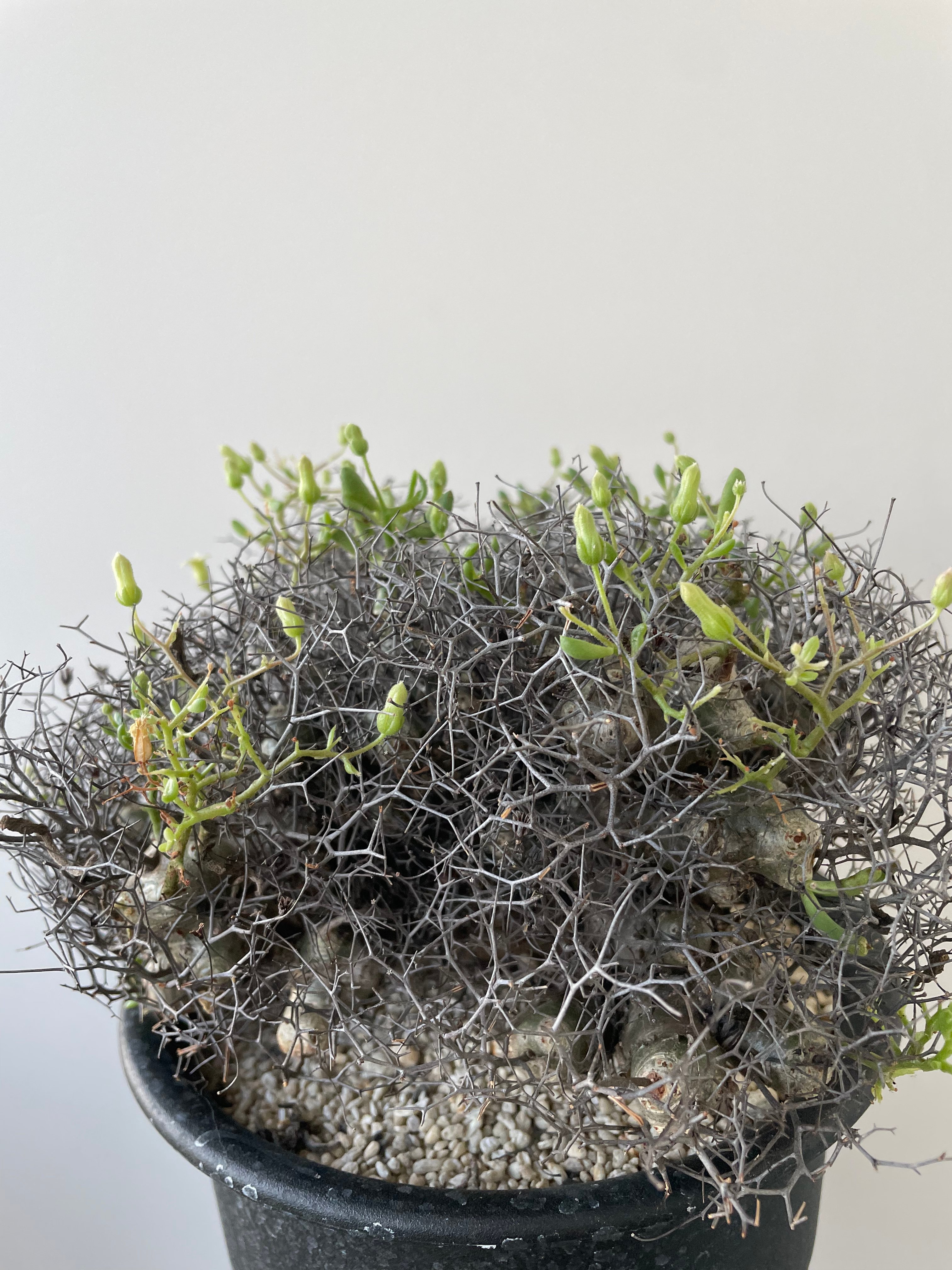 新着】Tylecodon reticulatus 万物想【アフロな冬型塊根植物