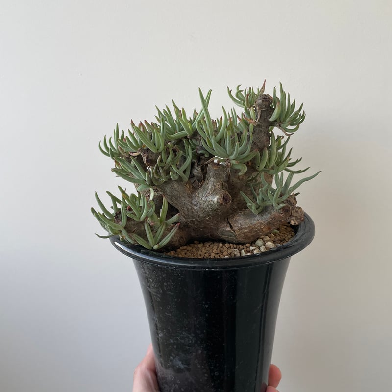 極上逸品】Tylecodon pearsonii【最高な冬型塊根】チレコドン