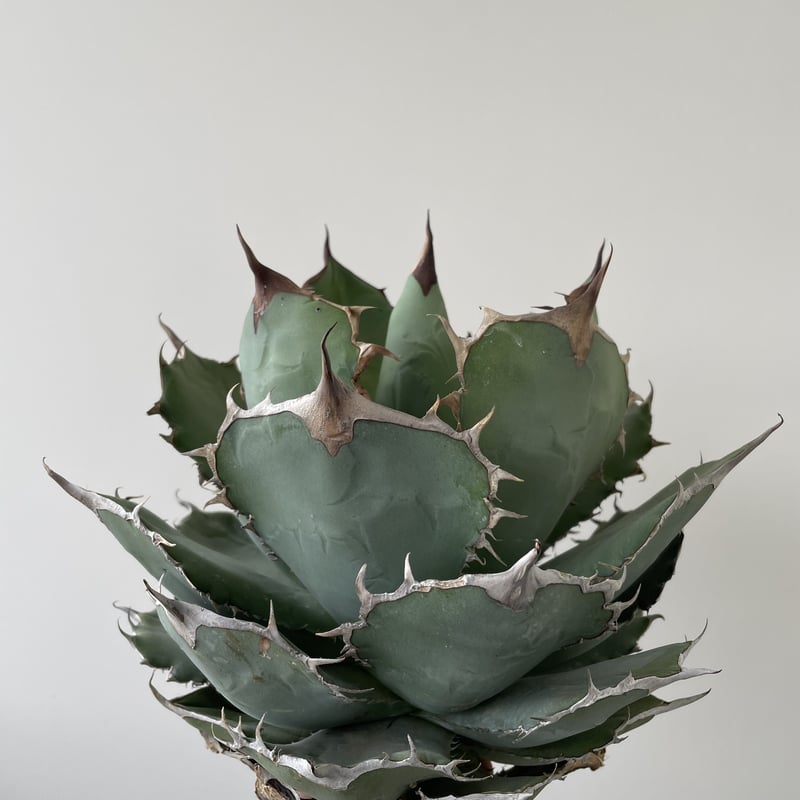 Agave titanota 'Panda' 熊猫 1 【大株でしっかりカッコ良い】アガベ