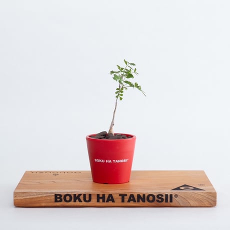 パキコルムスディスカラー | STORES