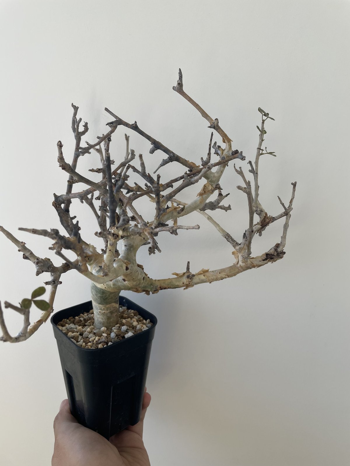 新着】Commiphora stocksiana コミフォラ ストックシアナ【男前な