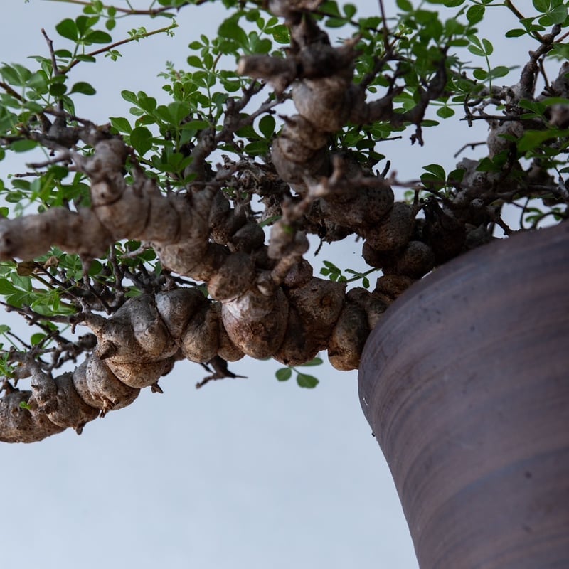 特大】Commiphora Eyl【最高の灌木コーデックス】コミフォラ 特大】Commiphora Eyl【最高の灌木コーデックス】コミフォラ