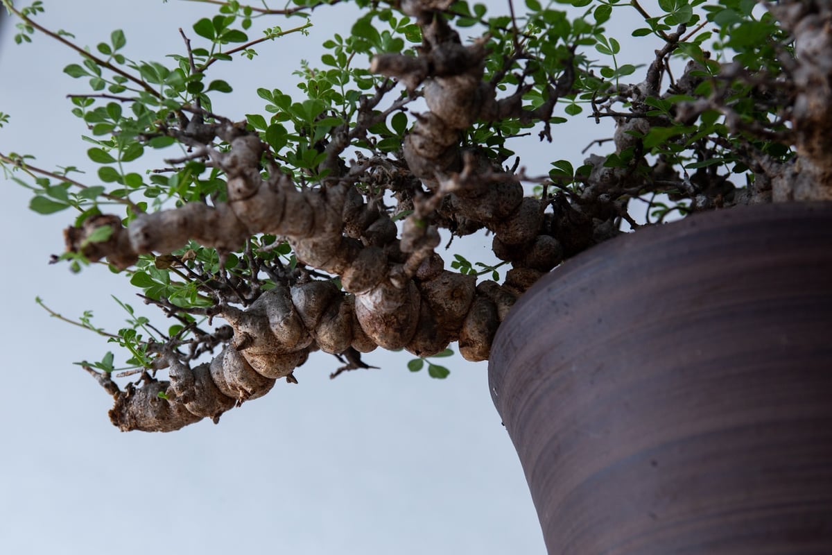 早い者勝ち！　コミフォラ　エイル　未発根　手乗りサイズ 特大】Commiphora Eyl【最高の灌木コーデックス】コミフォラ