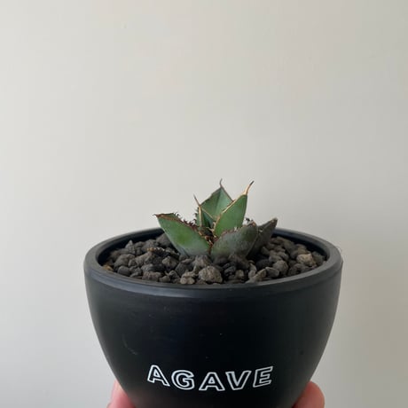 CATEGORY アガベ -agave- | 青坊主-aobouzu- | 塊根植物と現代アート