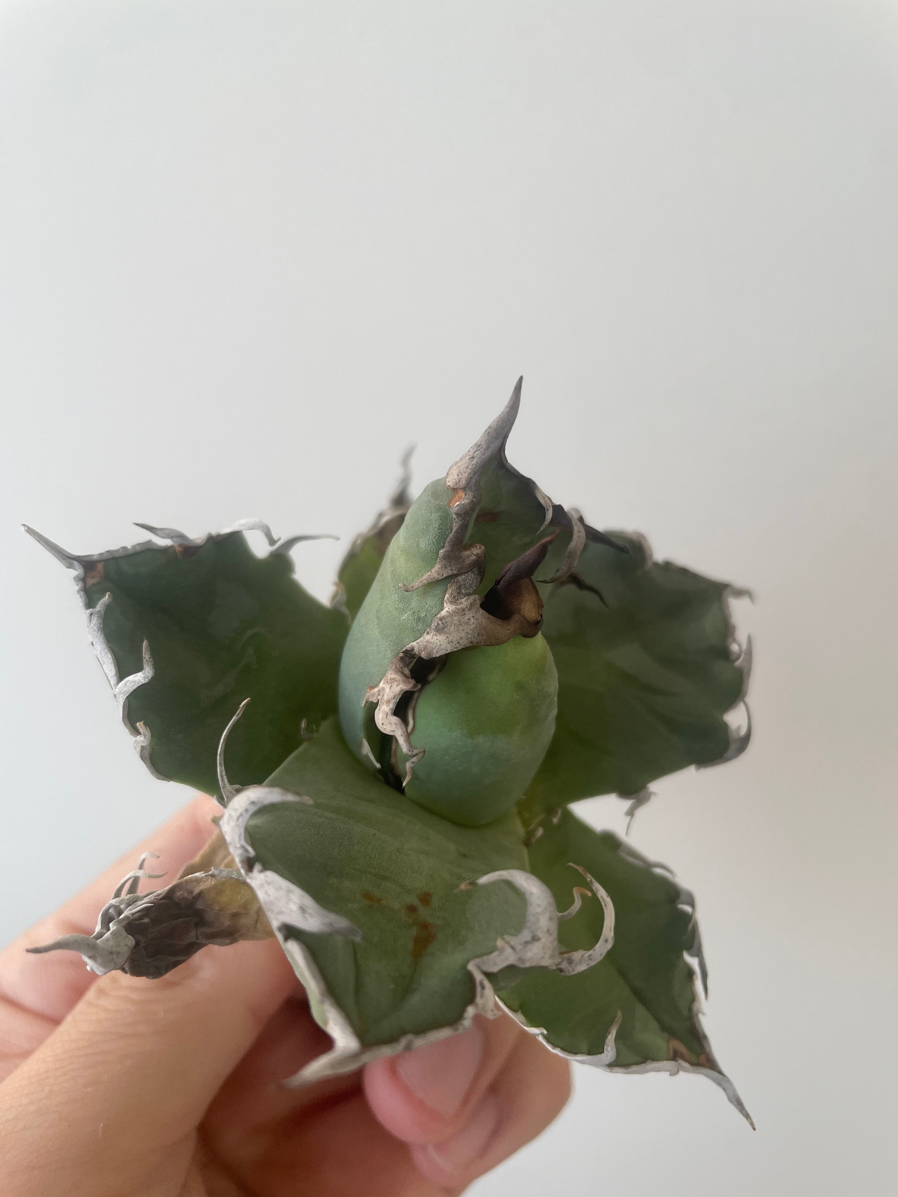 新着】Agave titanota Hades 1【台湾・TONYトニー】アガべ チタノタ