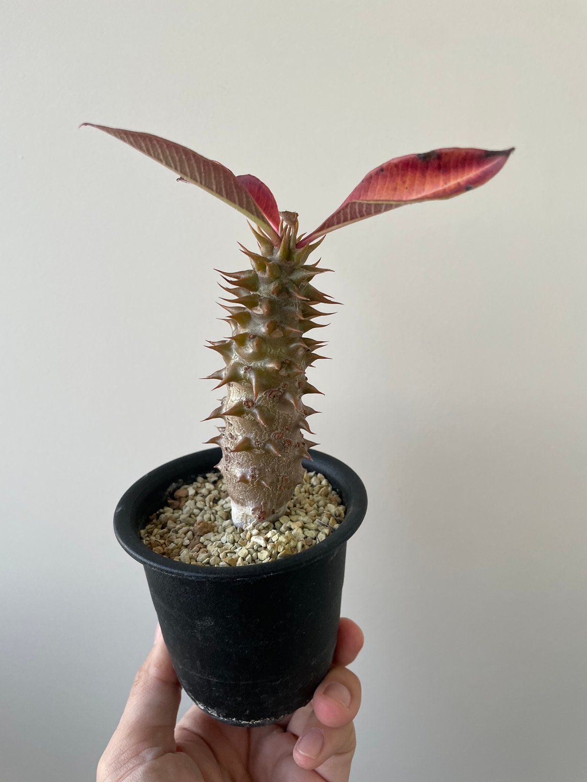 新着】Pachypodium baronii【選抜・国内実生】パキポディウム バロニー 