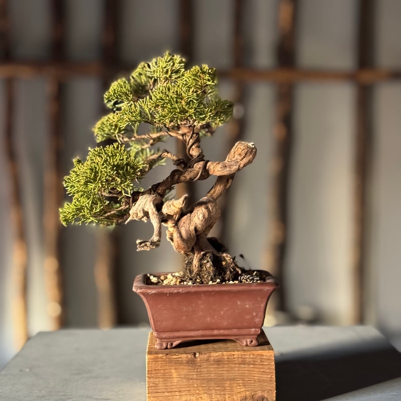 【大型　糸魚川真柏盆栽】　　　⭕生息地景観の美品❗ 貴風糸魚川真柏盆栽】☆商品説明必見⭕お得情報