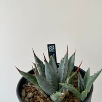 新着】Agave OTEROI SICILIANA【最高の国内TC苗】アガベ オテロイ シチ