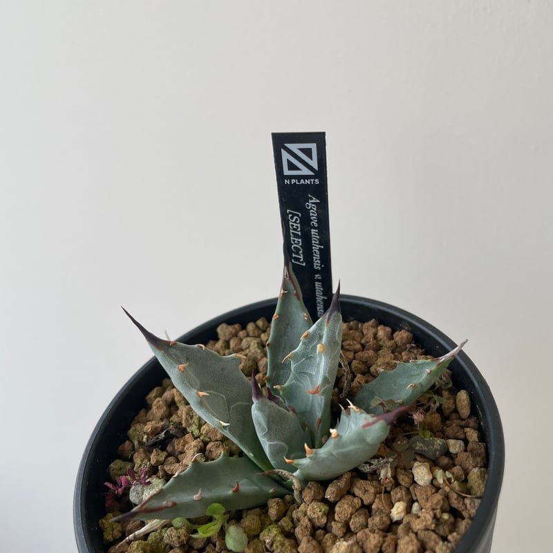 新着】Agave Utahensis utahensis 1 【N PLANTS産の極上苗】