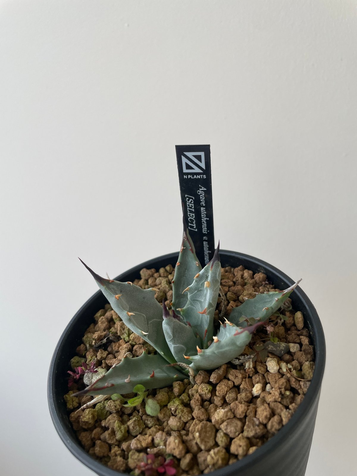 アガベ ユタエンシス　Agave utahensis 1点物】アガベ・ユタエンシス・エボリスピナ / Agave utahensis