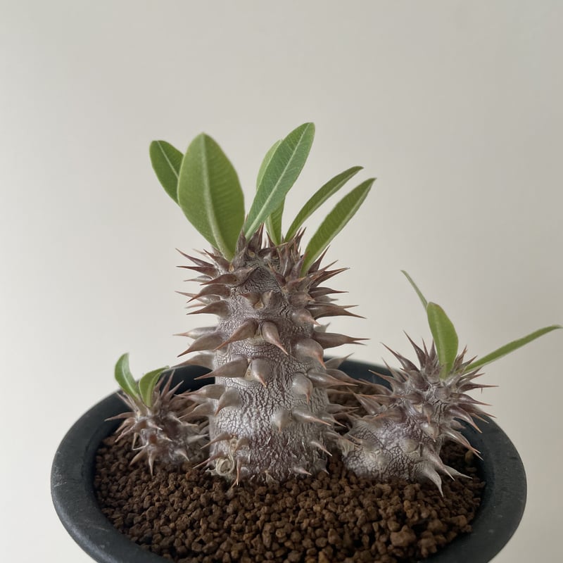 分岐・国内実生】パキポディウム・グラキリス 新着】Pachypodium