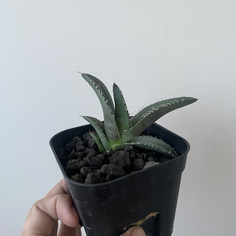 新着】Agave オテロイ 子株【タグ落ち激安品】 | 青坊主-aobouzu- | 塊