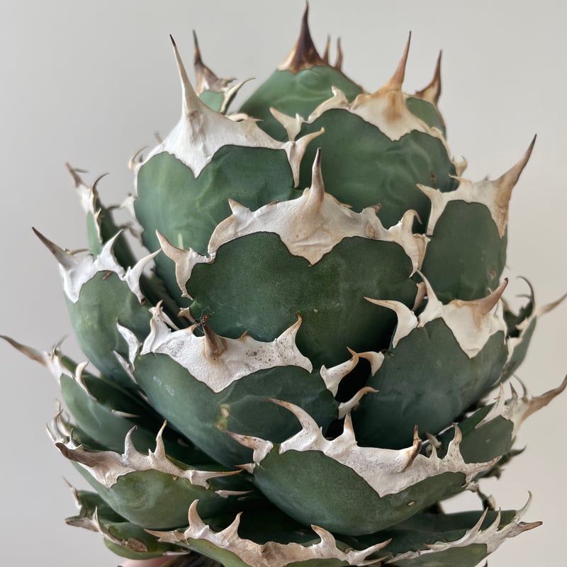 新着・極上逸品】Agave titanota No name【イタリアからの選抜・ボール