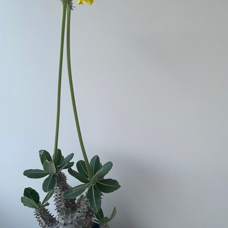 極上品】Pachypodium Tackyi【一流ナーセリーの親株クラス