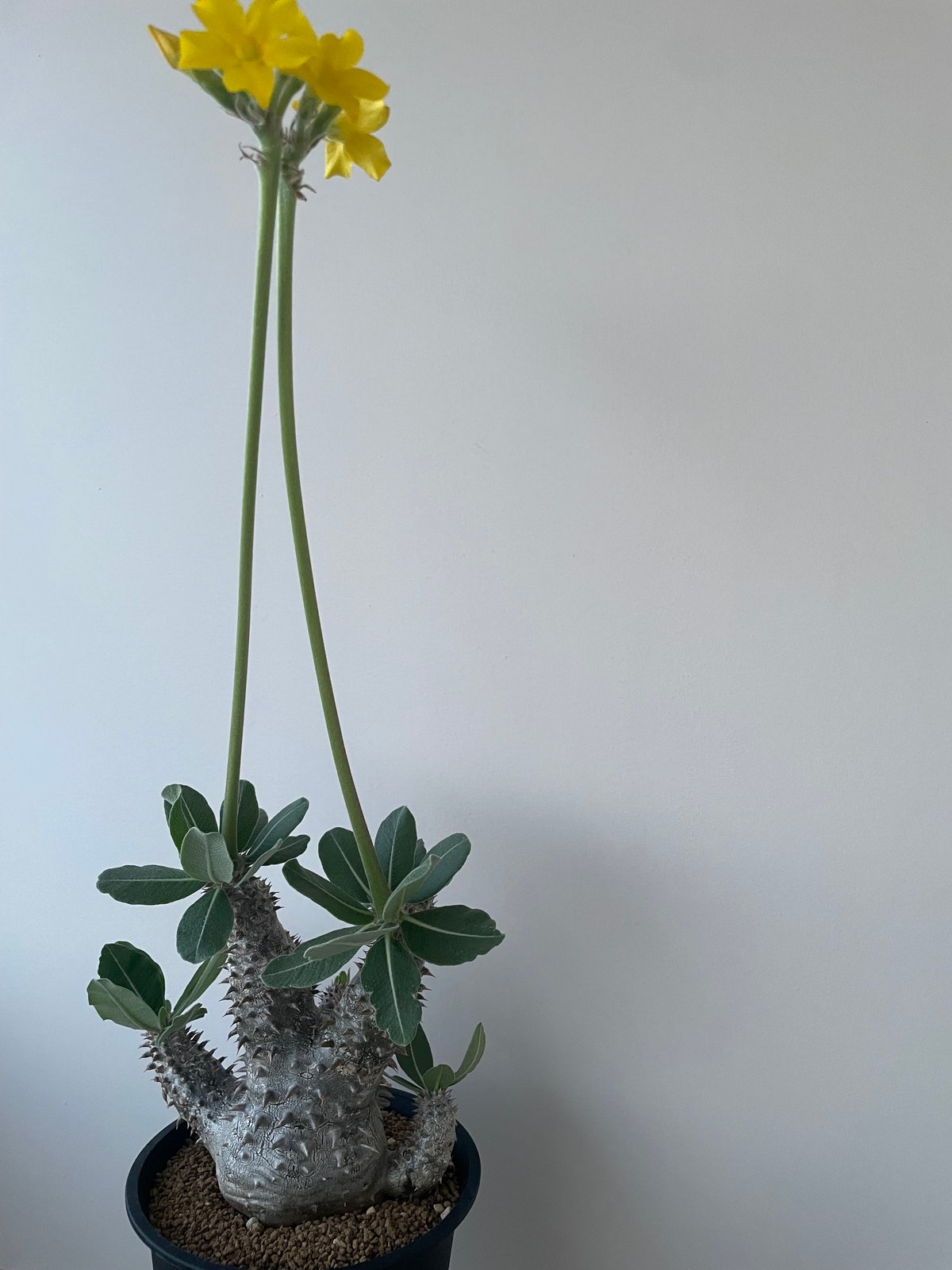 パキポディウム　タッキー　Pachypodium Tackyi パキポディウム タッキー Pachypodium 'Tackyi' - Special