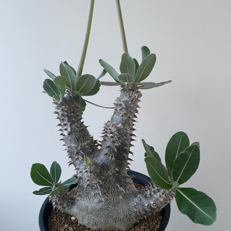 今日だけセール　タッキー　大株　実生　パキポディウム パキポディウム タッキー Pachypodium 'Tackyi' 20180926 | SPG