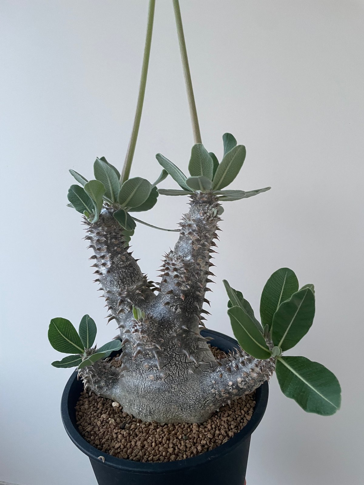 パキポディウム　タッキー　Pachypodium Tackyi Pachypodium Tackyi パキポディウム タッキー | mana's farm:塊
