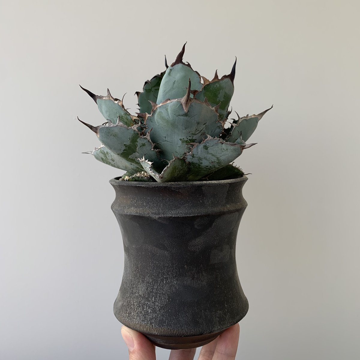 狂鉢Willingplant Agave アガベ 狂鉢Willingplant Agave アガベ