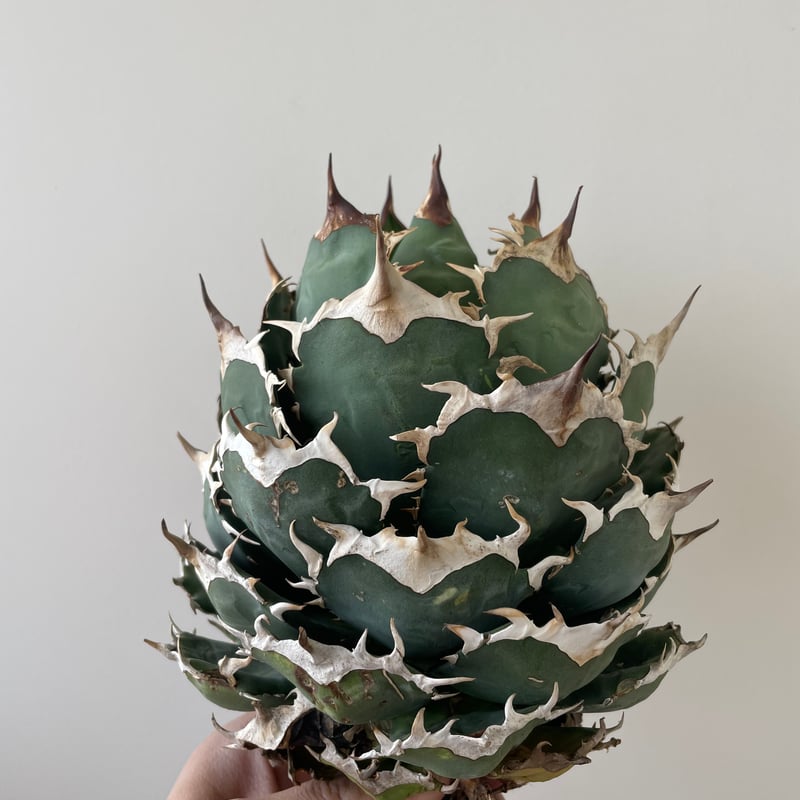 新着・極上逸品】Agave titanota No name【イタリアからの選抜