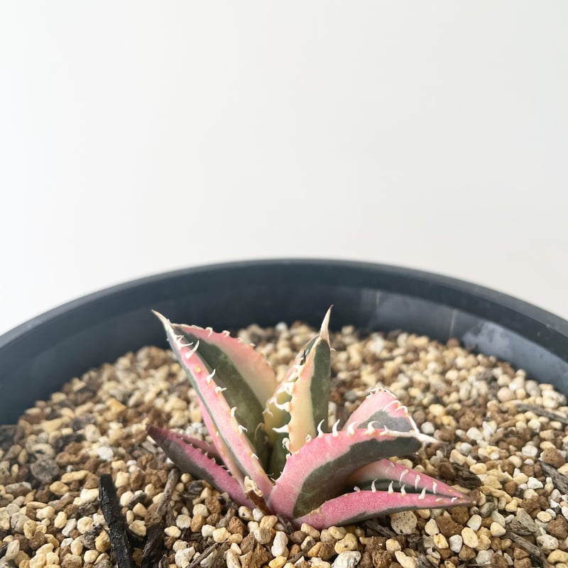 スナグルトゥース〗アガベチタノタ斑入り 【公式通販】