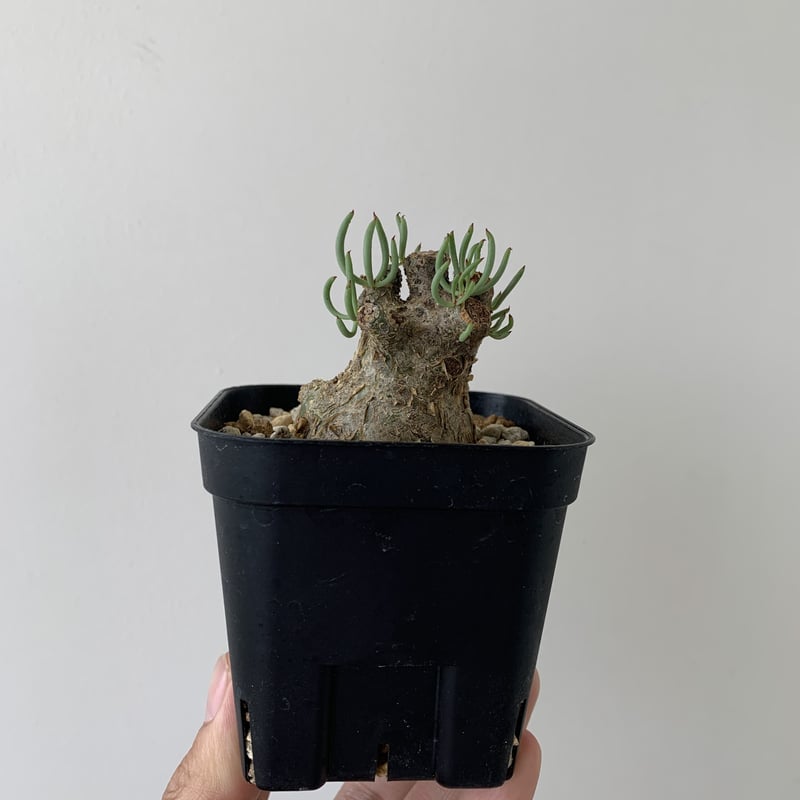 ◾️◾️週末限定値下中◾️◾️チレコドンペアルソニー◾️大 