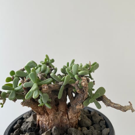 【新着】Ceraria pygmaea × caudex鉢【発根済みの安心株】ケラリア ピグマエア