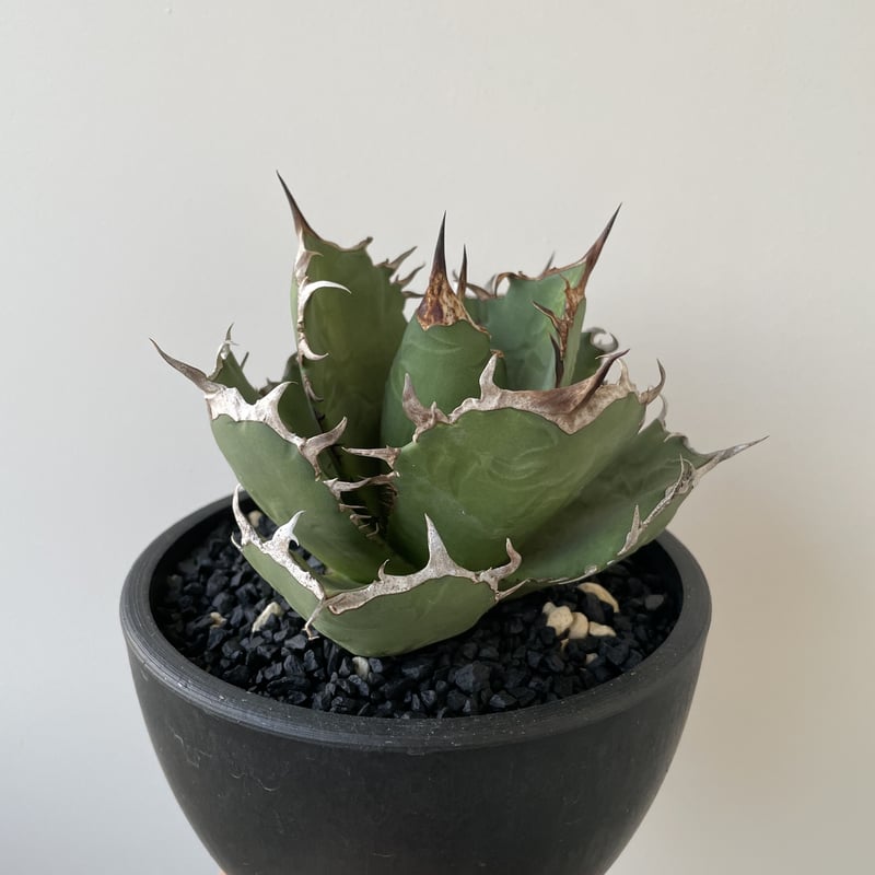 選抜 オテロイ実生 子株 実生アガベの選抜基準 | botanical box