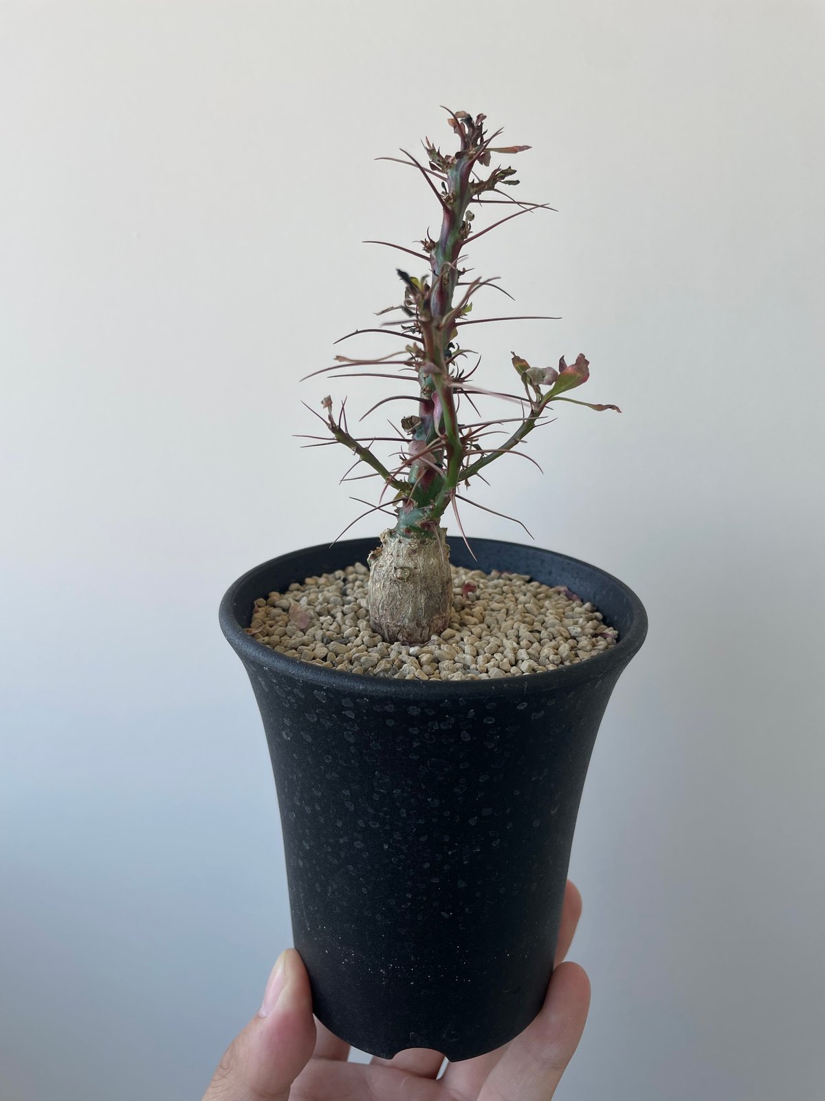 塊根植物 新芽付き Foquieria fasciculata 塊根植物 新芽付き Foquieria fasciculata isla del pescado