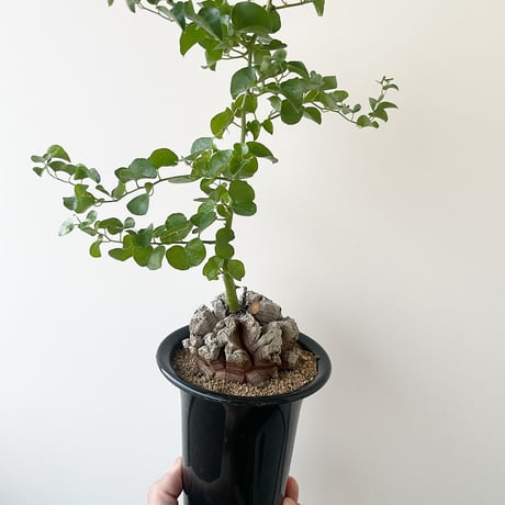 ペラルゴニウムトリステn/oh 鉢