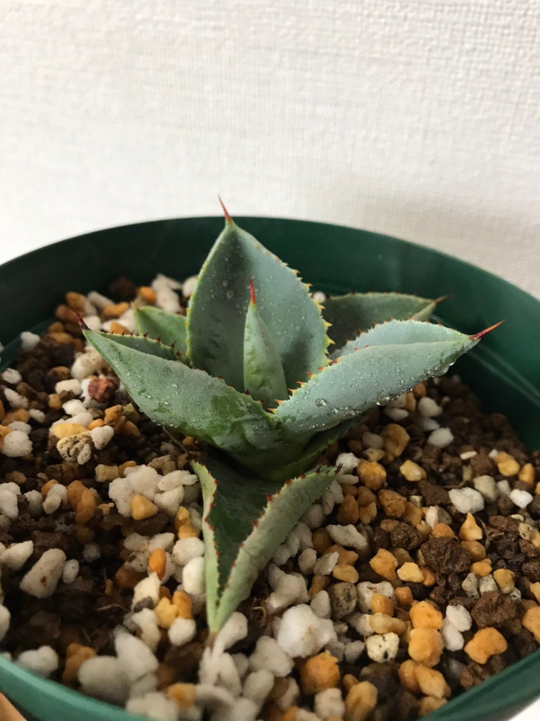 アガベ ドラゴントゥース 親株 アガベ】ドラド(ドラゴントゥース錦