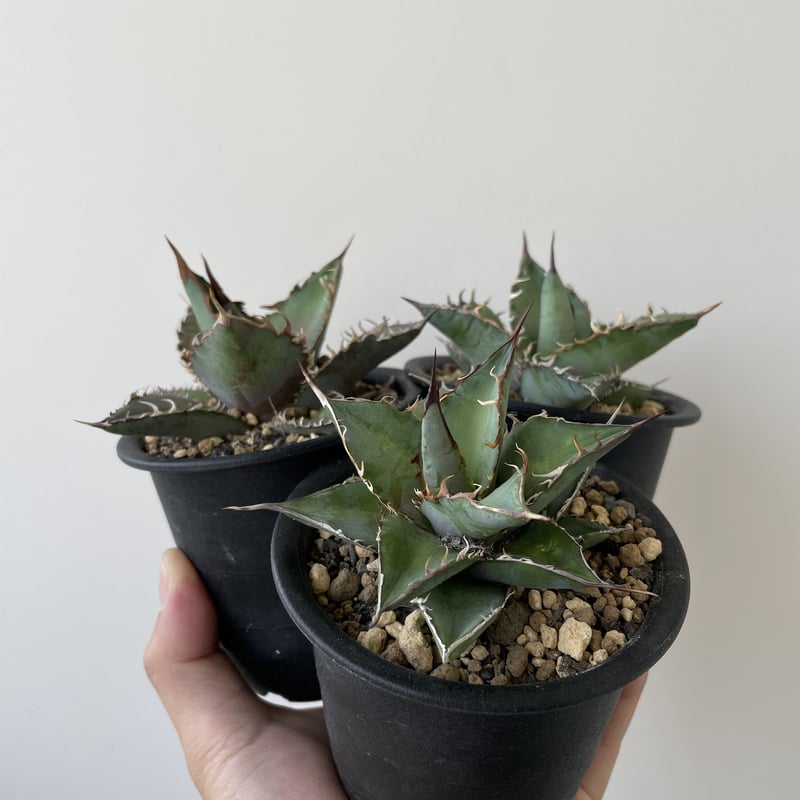 長野県産名もなきチタノタ】Agave titanota NO NAME C【３株のなかから...