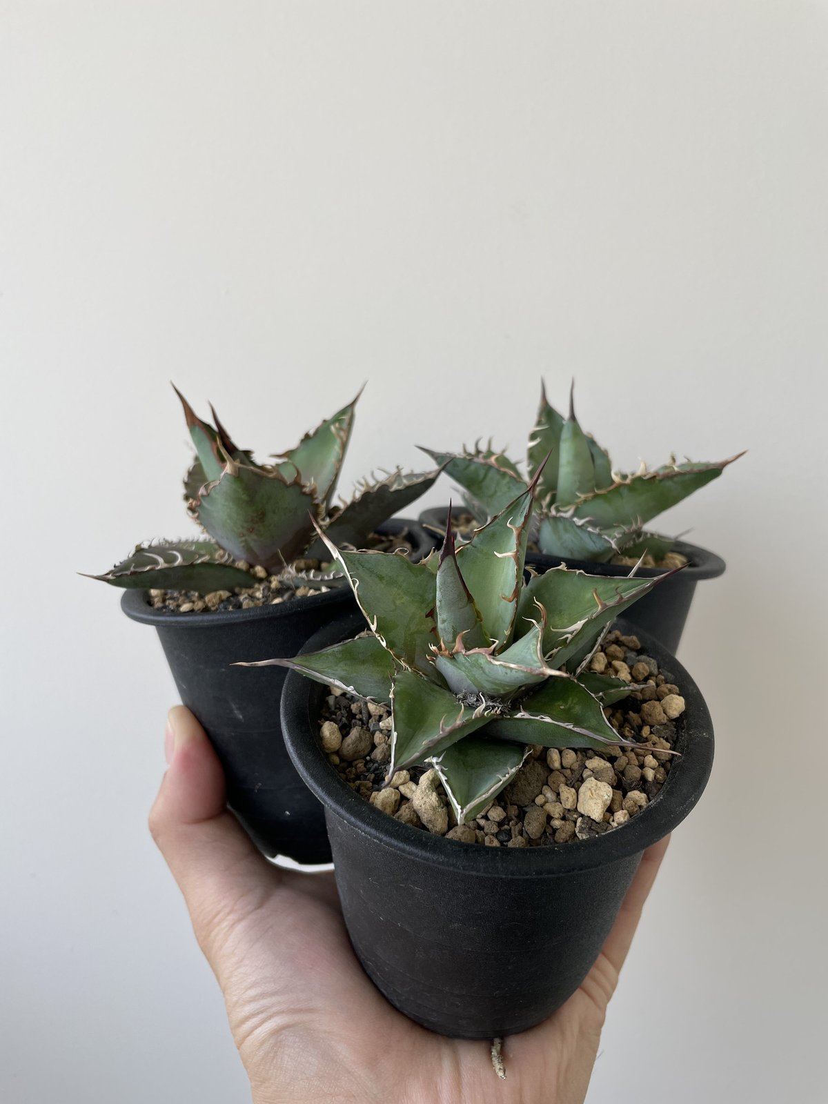 長野県産名もなきチタノタ】Agave titanota NO NAME C【３株のなかから...