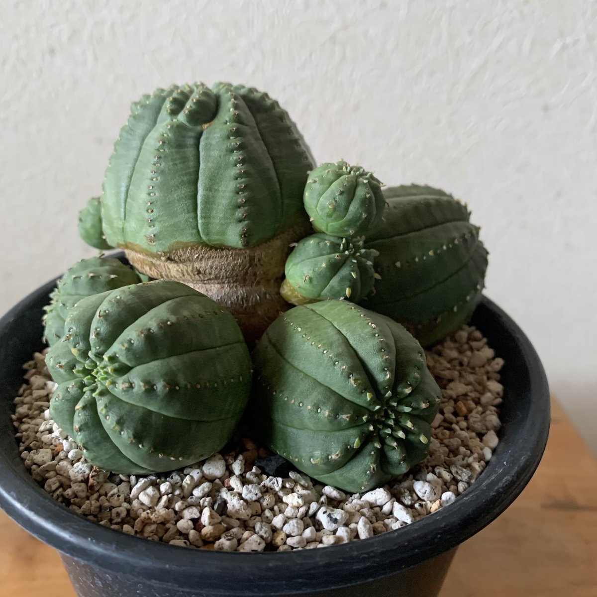 ひゅうが土 細粒 2L 日向土 扇い 観葉植物 コーデックス 多肉植物 サボテン 