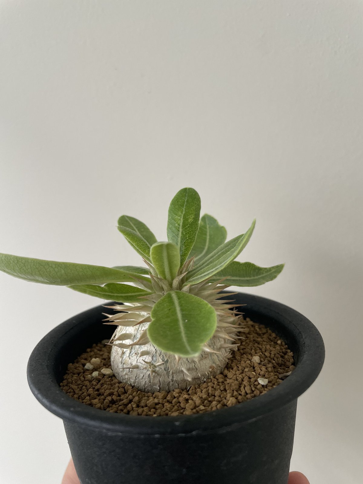 新着・】Pachypodium Enigmaticum【選抜実生・大きめ】パキポディウム ...