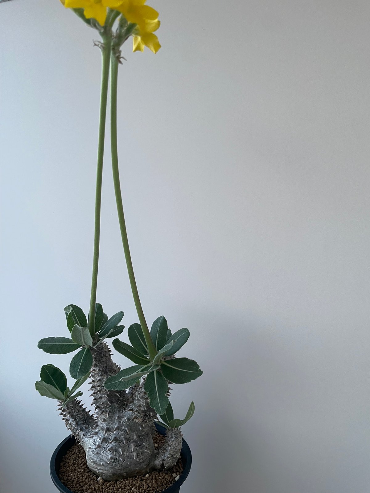 極上品】Pachypodium Tackyi【一流ナーセリーの親株クラス