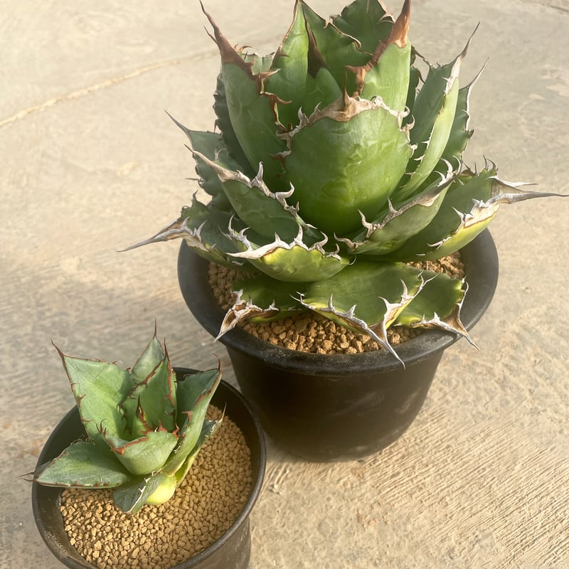 Agave titanota 名前無しの選抜株【子株を一株のみ販売】アガベ ...