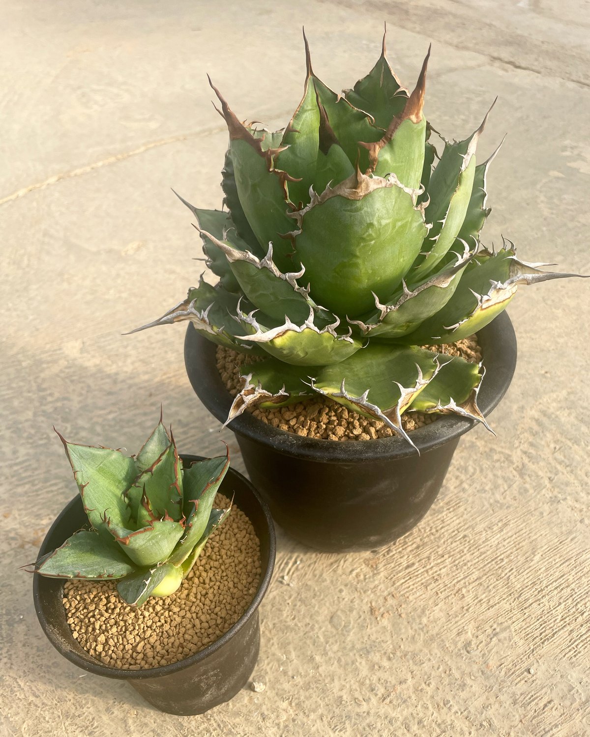 多肉植物。アガベチタノタ中縞斑/Agave titanota選抜株 - 観葉植物