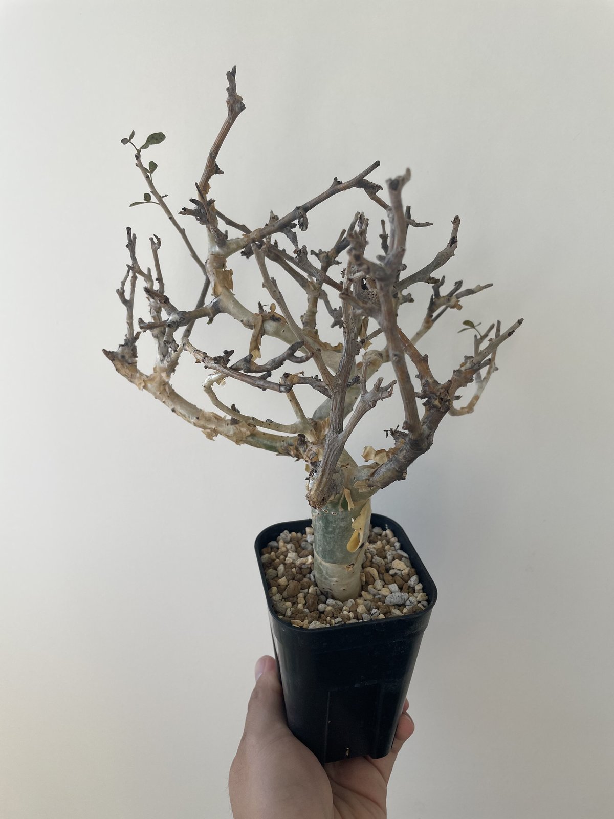 新着】Commiphora stocksiana コミフォラ ストックシアナ【男前な