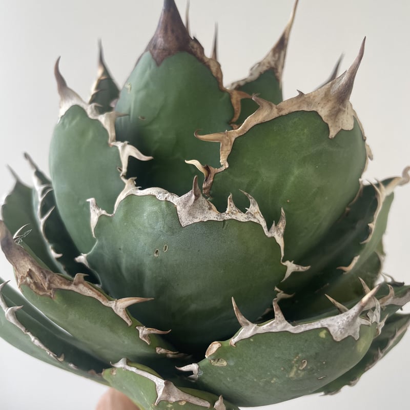 新着・極上逸品】Agave titanota No name【イタリアからの選抜・ボール