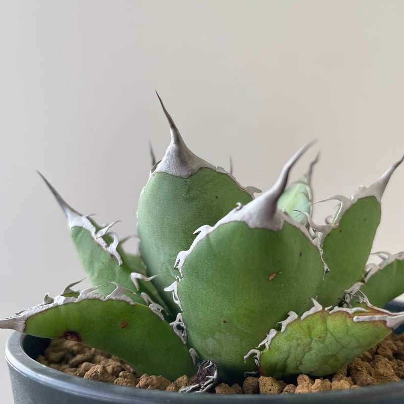 アガベ チタノタ スナグルトゥース 子株 全斑3株以上 鉢ごと