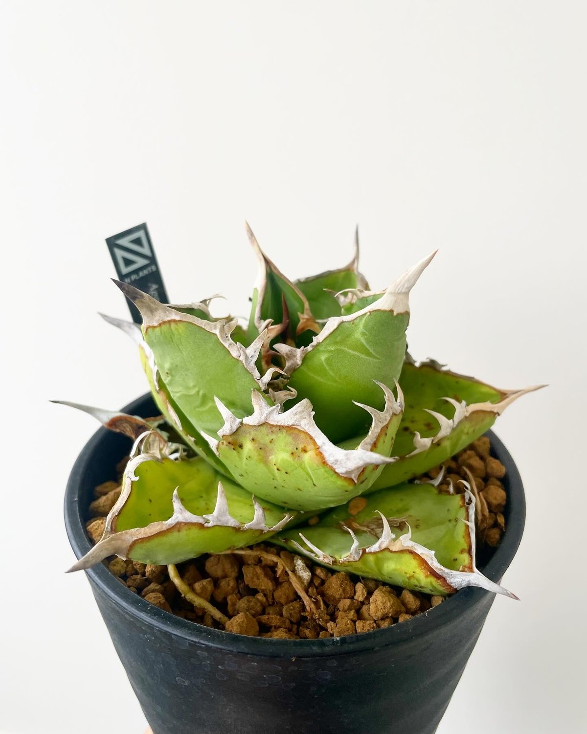 アガベ　チタノタ　WTC 2020-1　子株 Agave titanota [WTC 2020-1] これは大きくなりずらい！いずれ