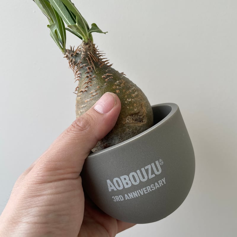 注文 グラキリスベアルート株 塊根植物 パキポディウム パキプス 