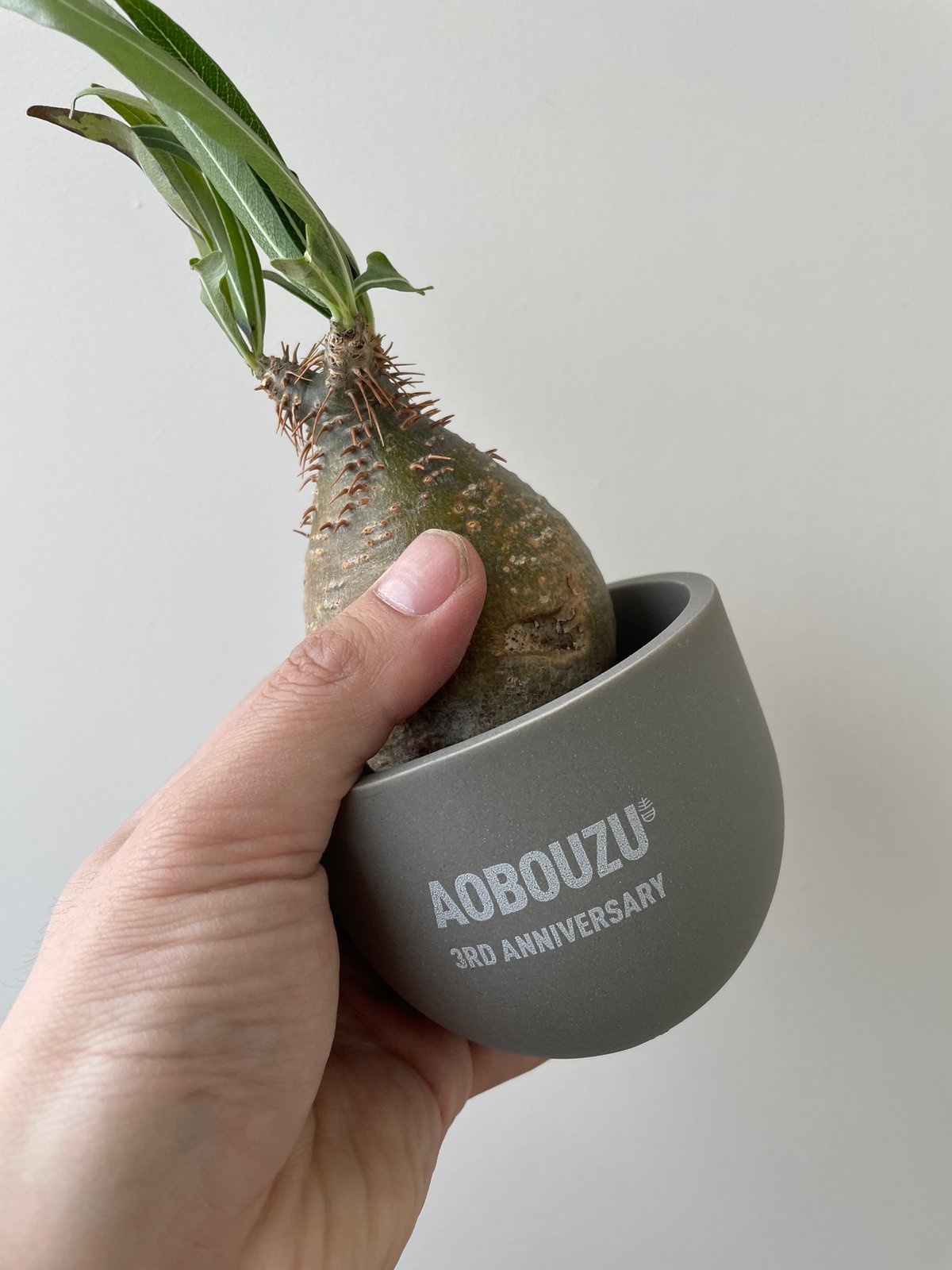 AOBOUZU 3rd Anniversary 植木鉢 グレー CATEGORY 陶器鉢 -pottery