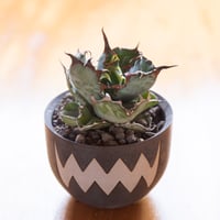 新着】Agave titanota【最高の国内TC苗】アガベ チタノタ 白鯨